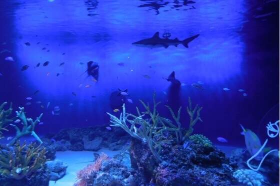 雨の日でも楽しめる新江ノ島水族館