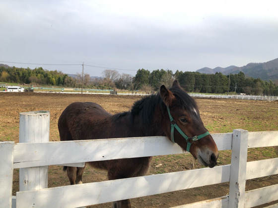 服部牧場の馬