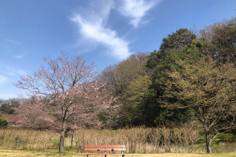 県立相模原公園のせせらぎの園にある桜とベンチ