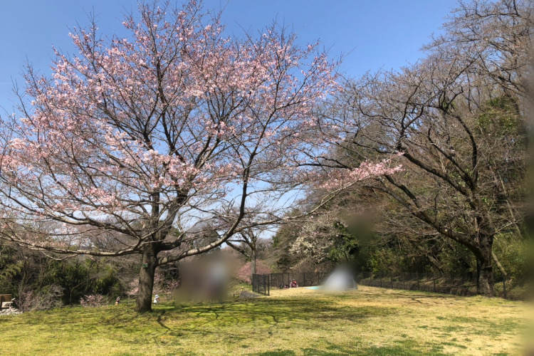 県立相模原公園のせせらぎの園のソメイヨシノ