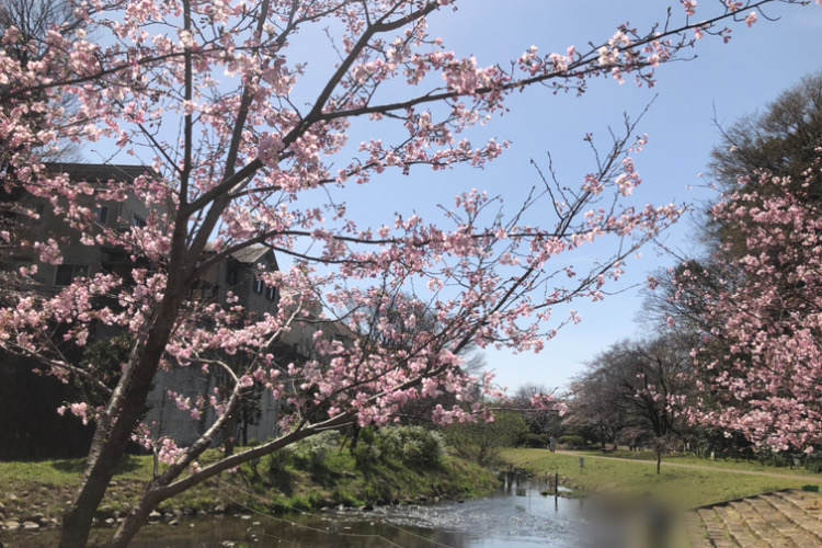 県立相模原公園のせせらぎの園のソメイヨシノと小川