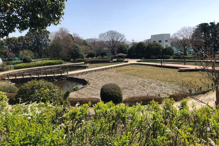 県立相模原公園にある水無月園の菖蒲池