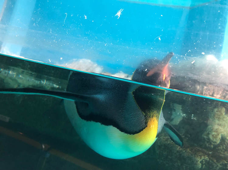 箱根園水族館のペンギン