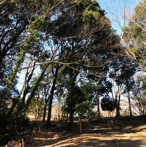 座間谷戸山公園の園内風景