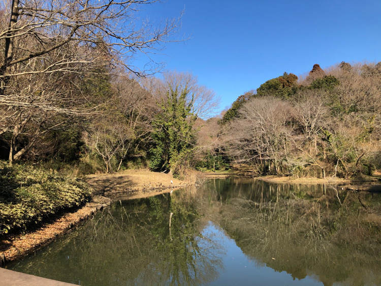 座間谷戸山公園の水鳥の池