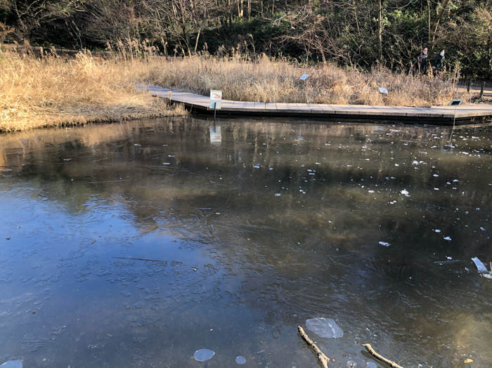 座間谷戸山公園の氷の張った湿生生態園