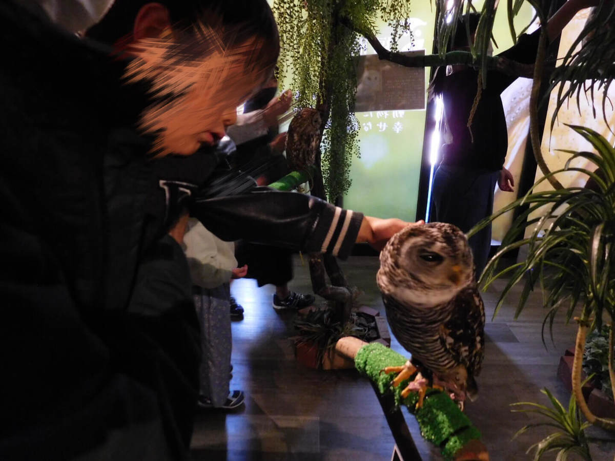 フクロウと触れ合える三島スカイウォークのふろっくでフクロウに触る子ども