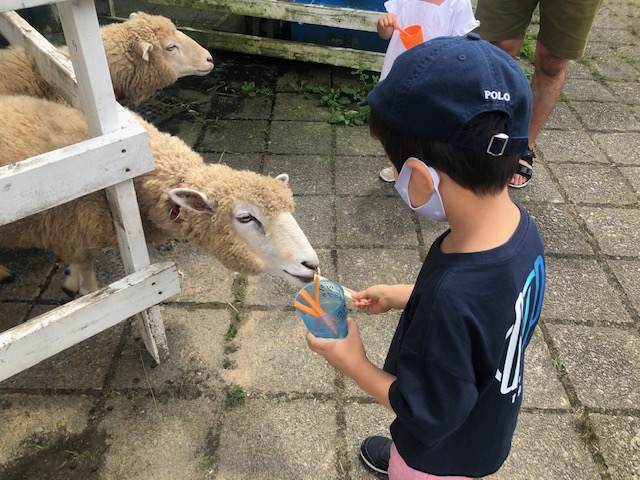 箱根園のどうぶつらんど抱っこして！ZOO！で羊にエサをあげる子ども