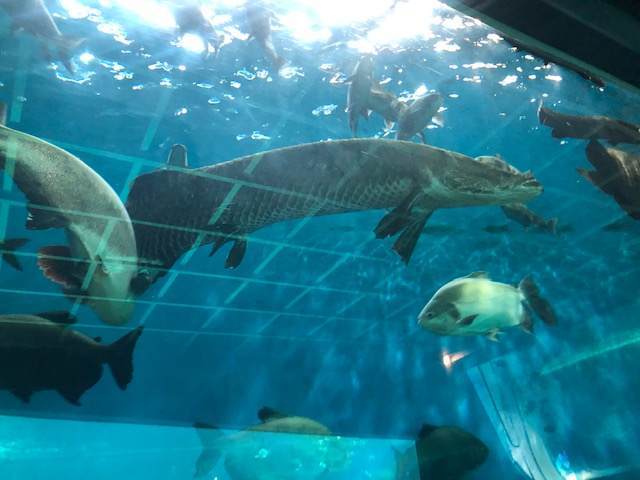 箱根園水族館にいる淡水魚