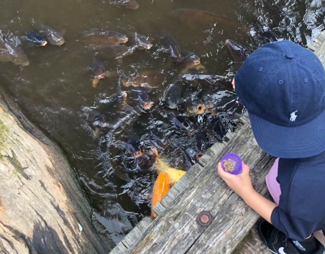 箱根園水族館で鯉にエサをあげる子ども