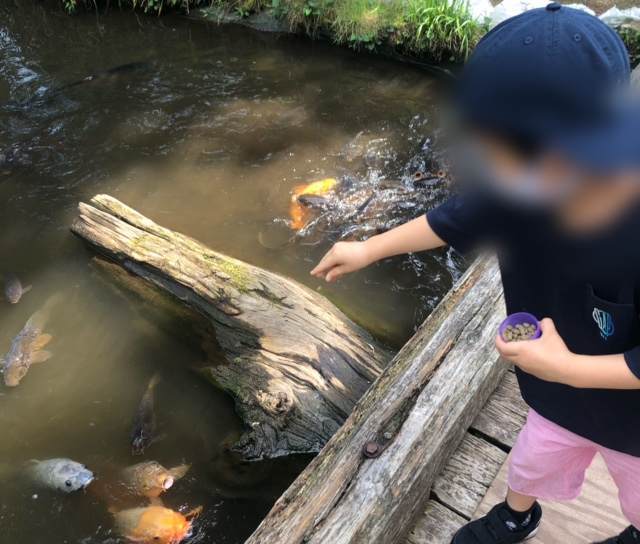 箱根園水族館の池にいる鯉にエサをあげる子ども