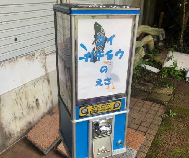 箱根園水族館の鯉とガチョウのエサ