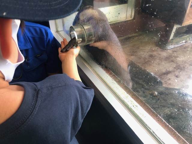 箱根園水族館でカワウソと握手をしている子供