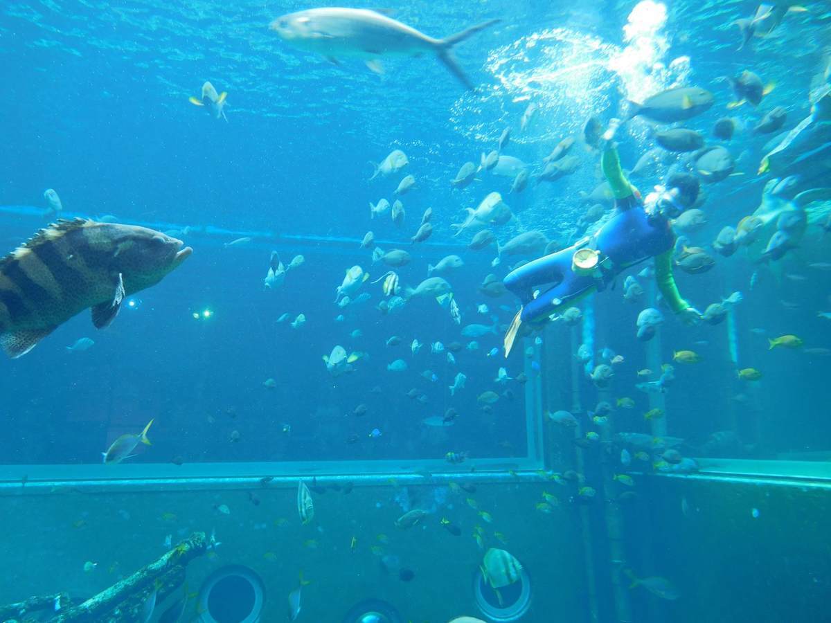 箱根園水族館の海中ショー