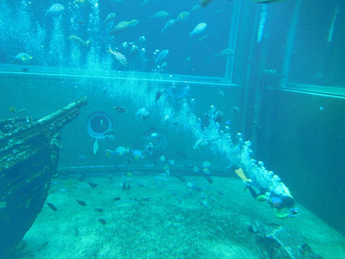 箱根園水族館でショーをするダイバー