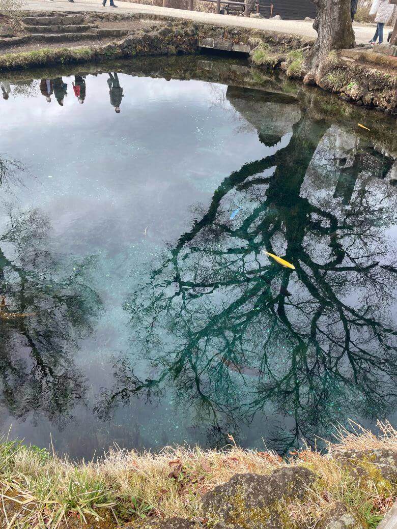 忍野八海の湧池