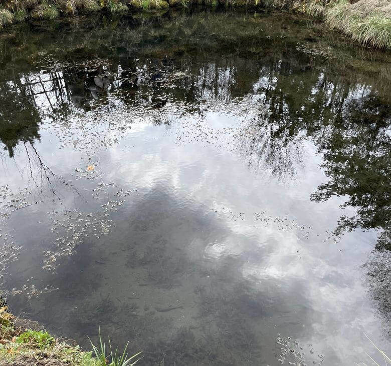 忍野八海の池
