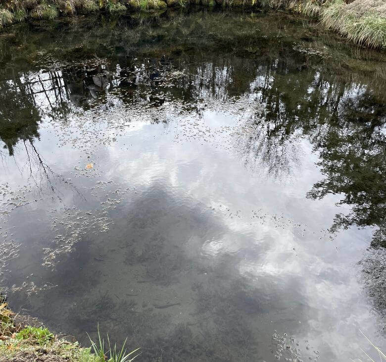 忍野八海の池