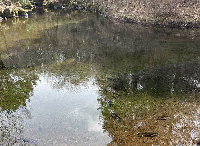 忍野八海の出口池