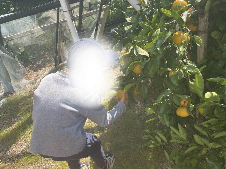 大井松田にある丸増園でみかん狩りをする子ども