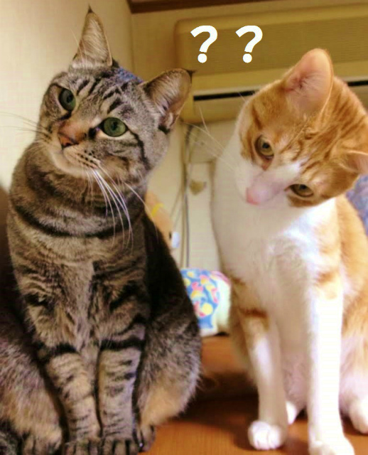 猫が気まぐれなのはなぜ トイレ隠せない 噛む理由は 言葉はわかる 光の人生ノート My Scrap Book 猫が気まぐれなのはなぜ トイレ隠せない 噛む理由は 言葉はわかる 光の人生ノート My Scrap Book