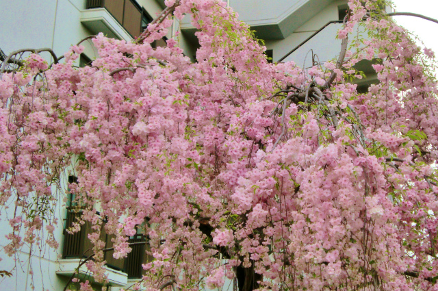 大阪 通り抜けのお花見 しだれ桜