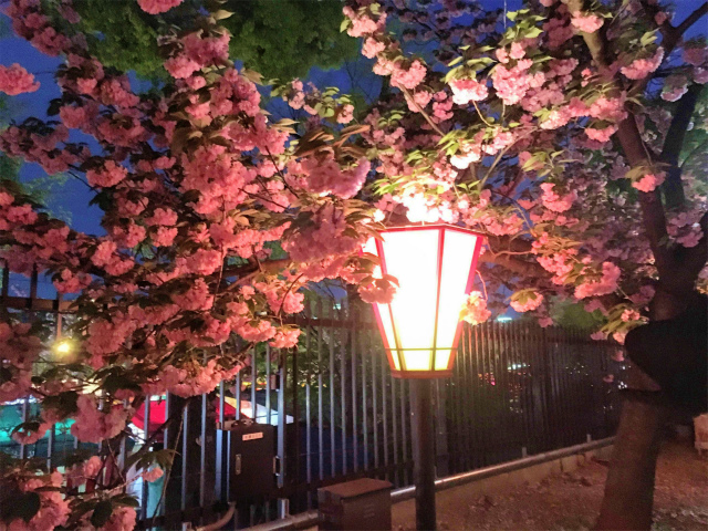 造幣局、通り抜けの夜桜