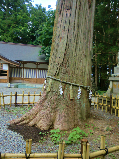 戸隠神社　中社の御神木