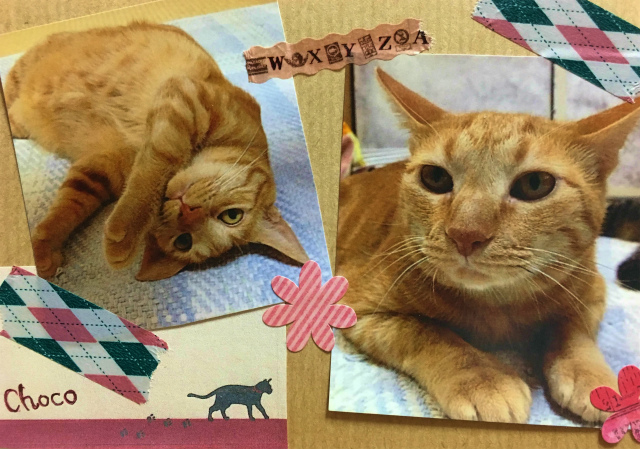 猫のチョコ