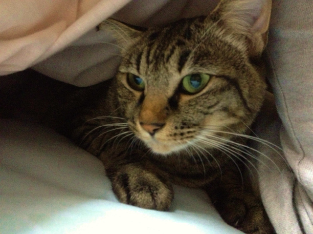 猫
