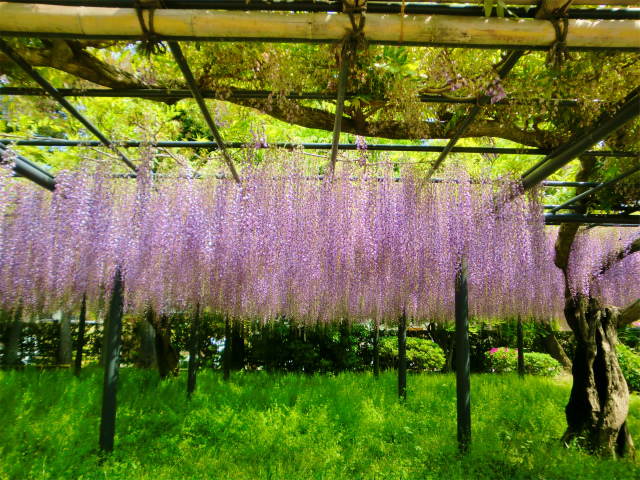 平等院の藤の花
