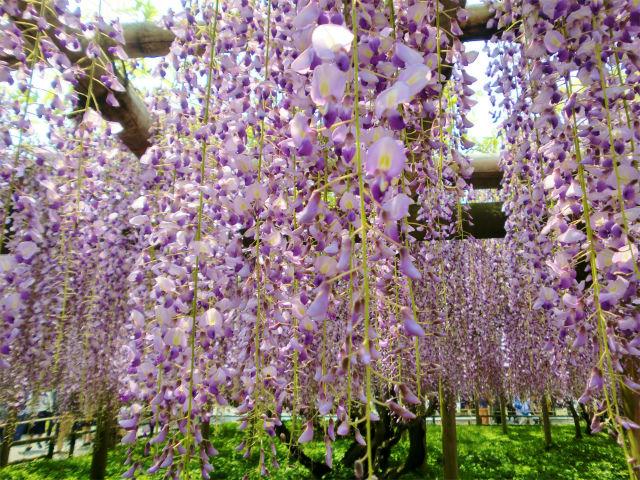 平等院の藤の花