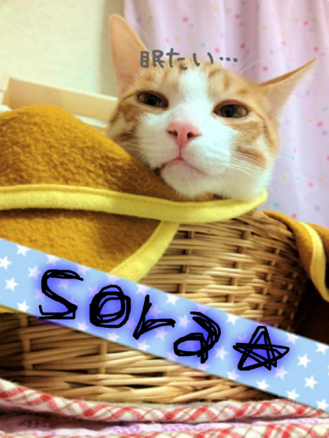 猫のソラ