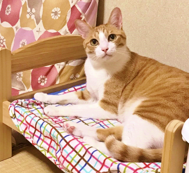 猫のソラ