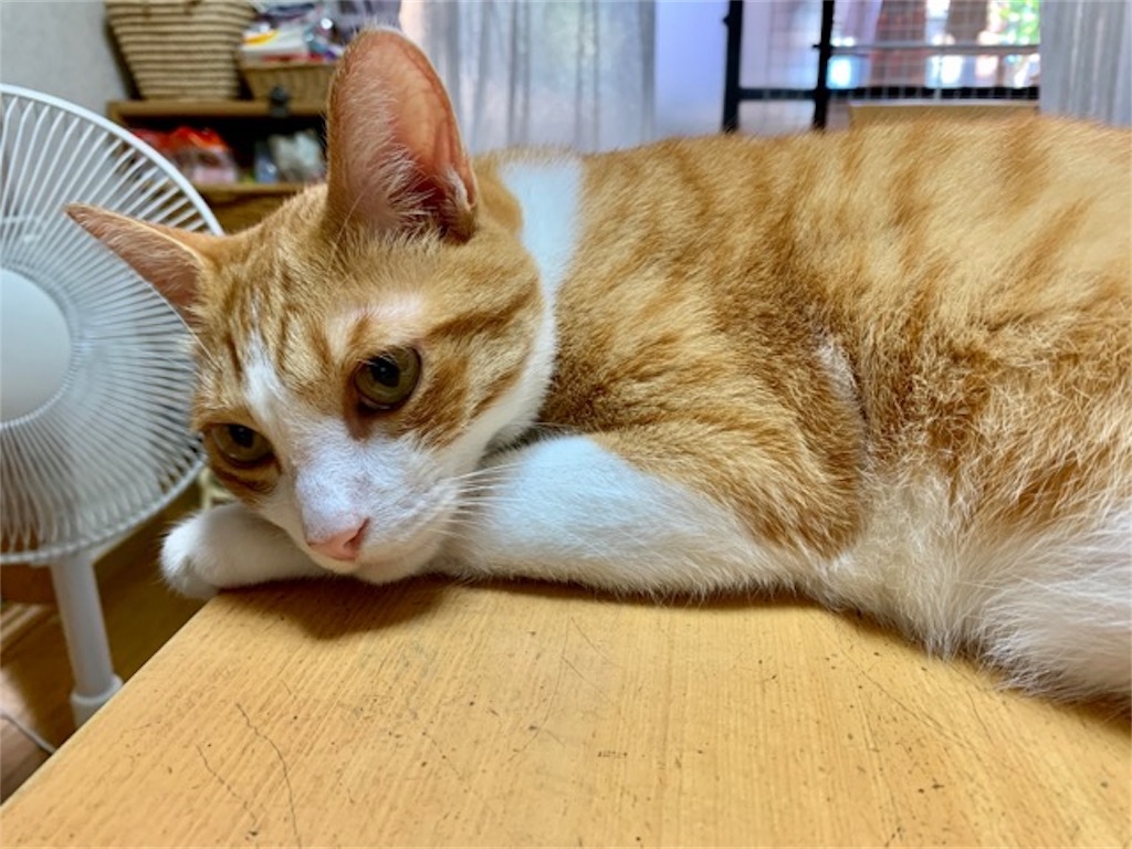 f:id:mitsu5858:20190801091656j:plain