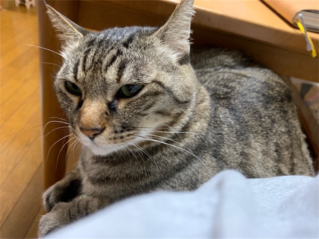 f:id:mitsu5858:20190801091931j:image