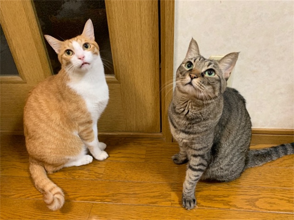 f:id:mitsu5858:20190914180336j:image
