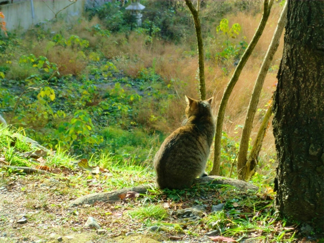 京都 哲学の道の猫