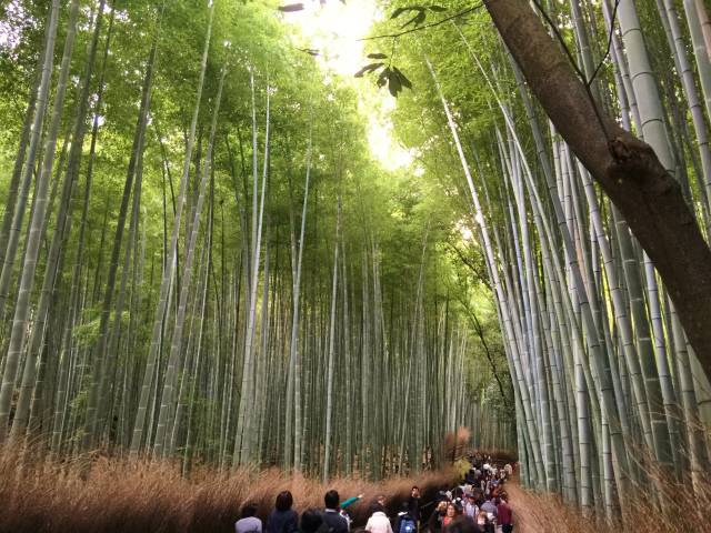 嵐山竹林
