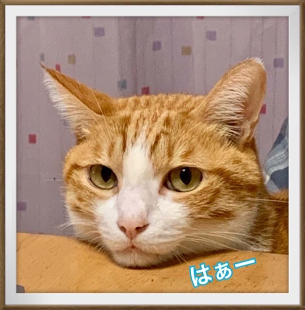 f:id:mitsu5858:20191101080425j:image
