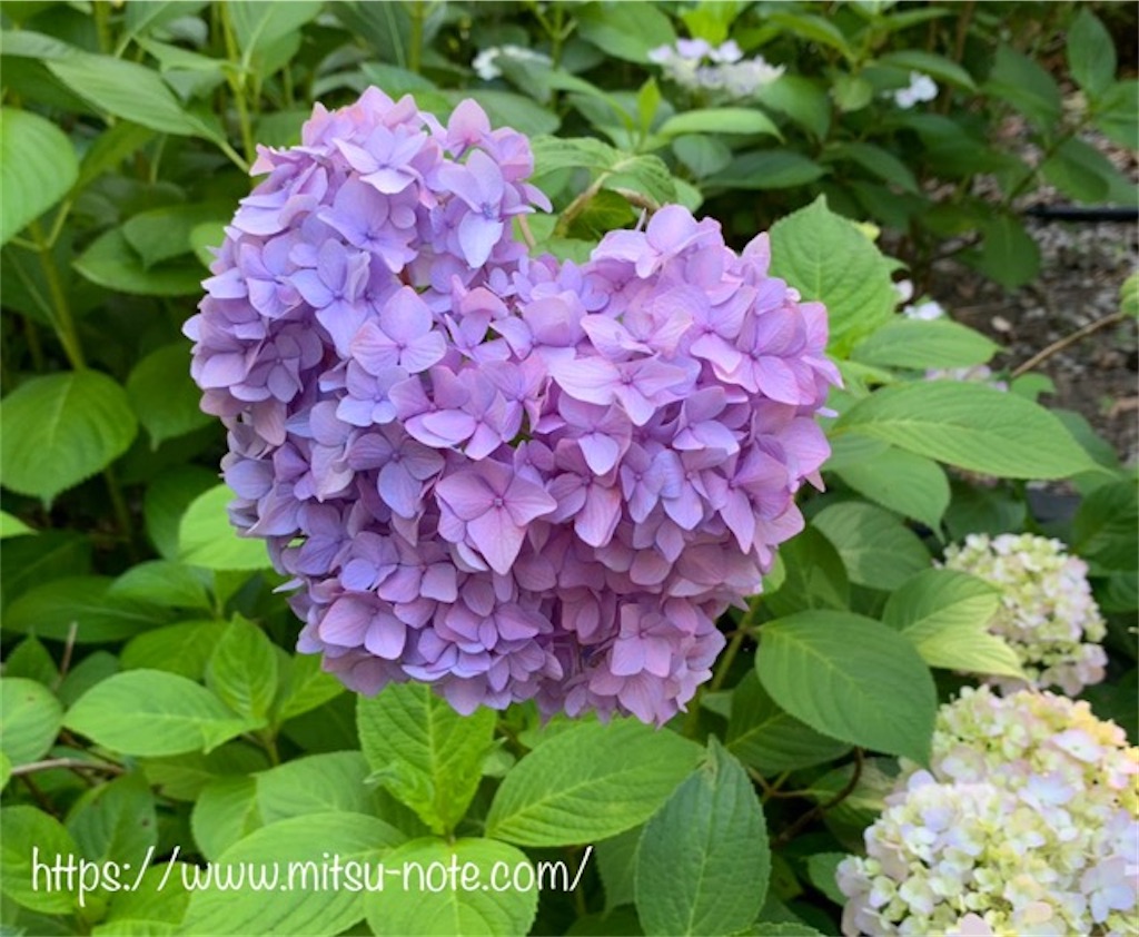 f:id:mitsu5858:20200623092855j:plain