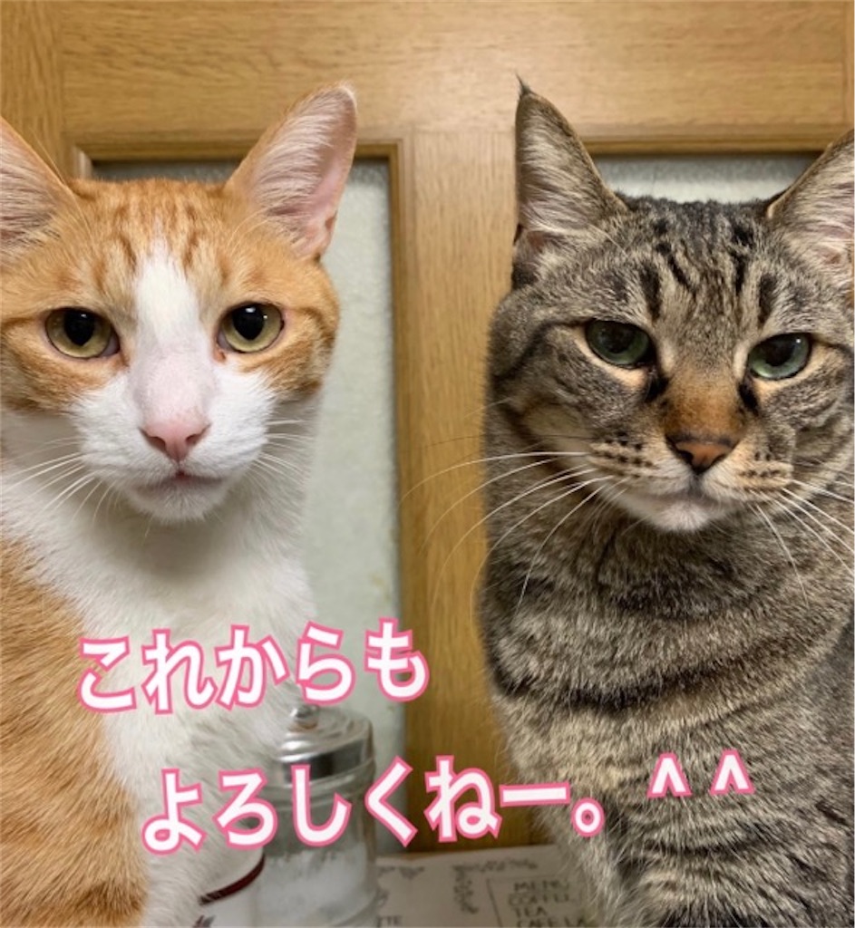 f:id:mitsu5858:20200623094426j:plain