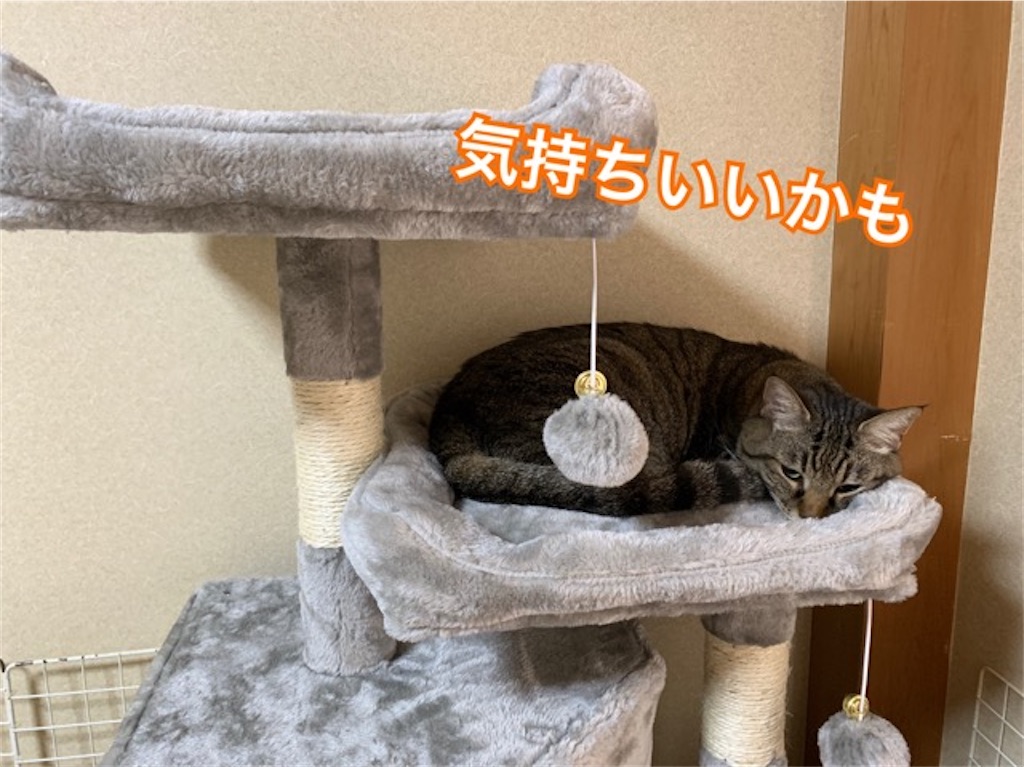 新しいキャットタワーに乗る猫