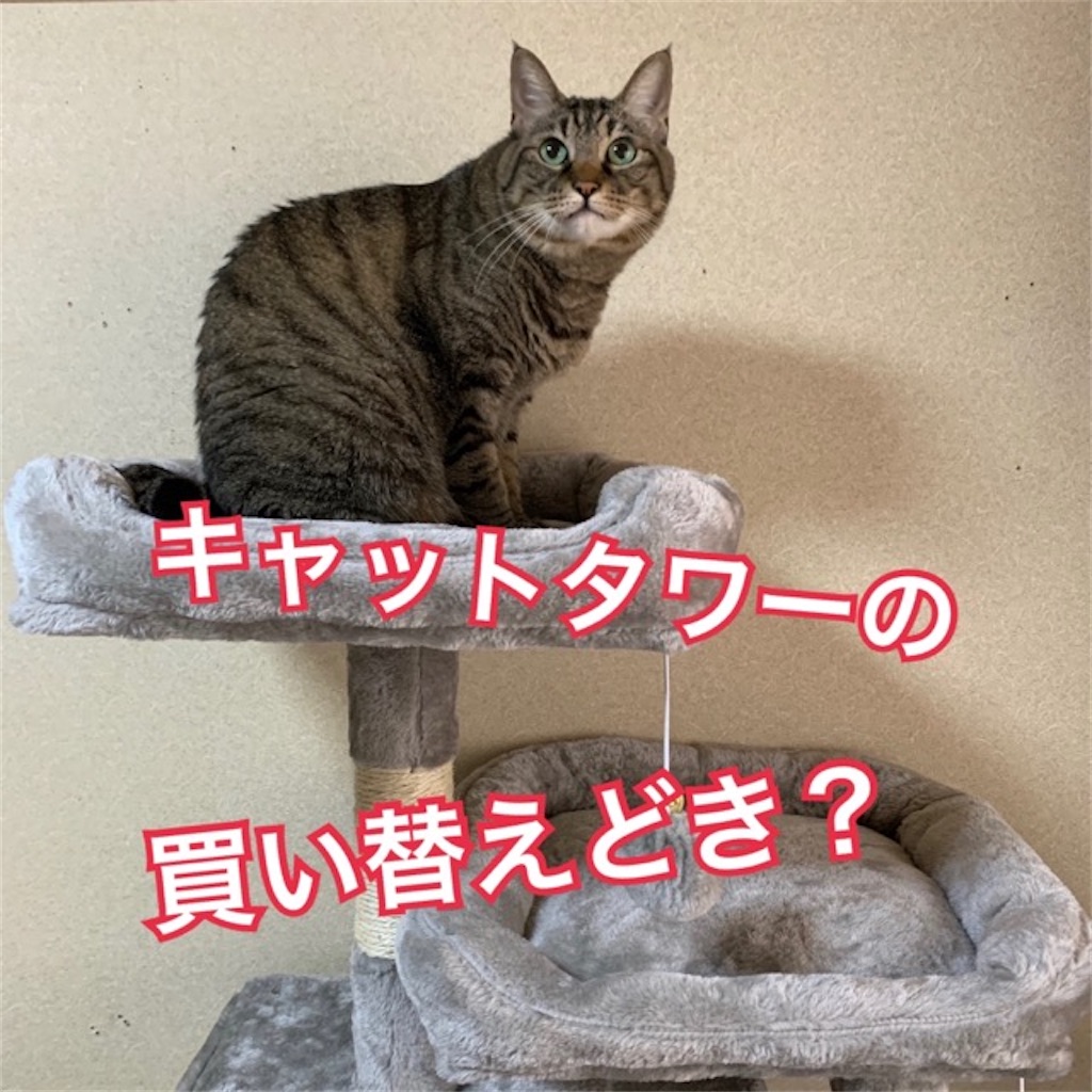 キャットタワーの替え時は？