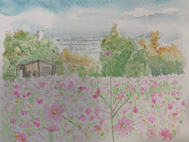 コスモスの水彩画
