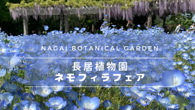 長居植物園の ネモフィラフェア フジの花も楽しめるおすすめ観光スポット みつママ ライフ