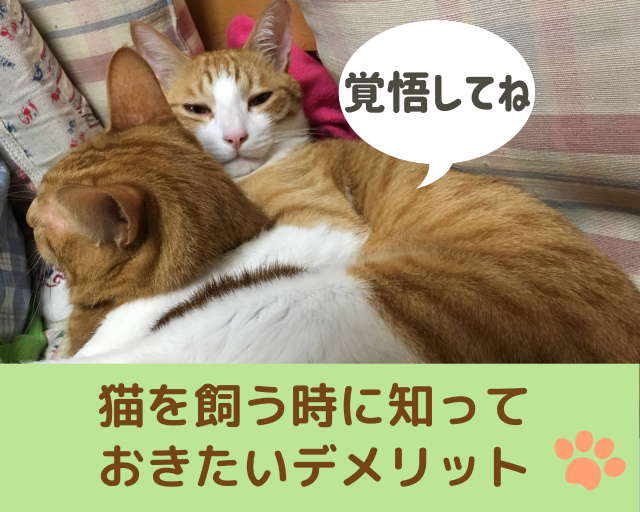 猫と暮らすには覚悟が必要!デメリットを知っておこう