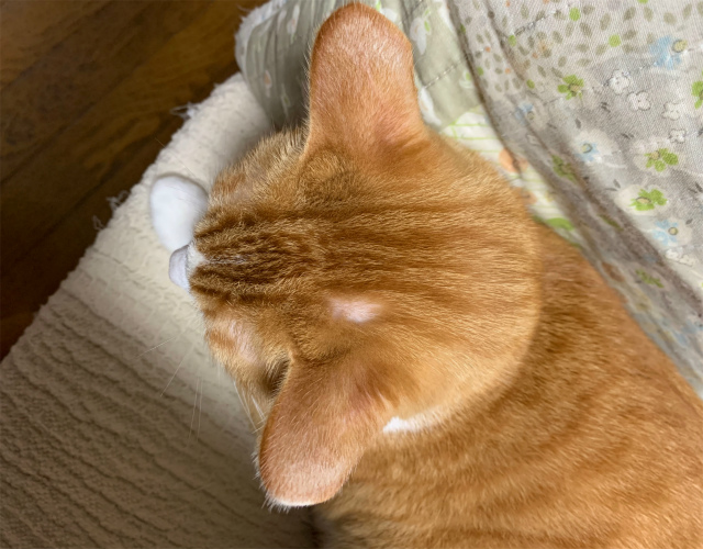 【愛猫が円形脱毛症？写真あり】原因は病気かストレスか診てもらった 光の人生ノート ～ My Scrap Book～