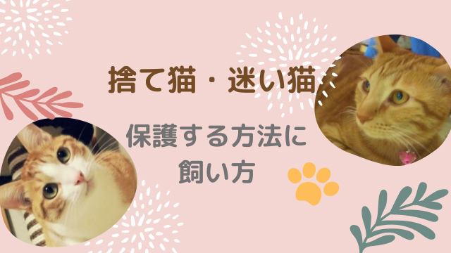 【野良猫を保護して飼うことに!先住猫は大丈夫?】対策に注意すること