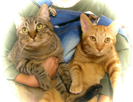 それでも猫を飼ってよかった!メリットも大きい